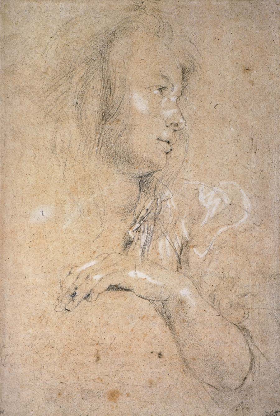 Peter Paul Rubens Study of Head